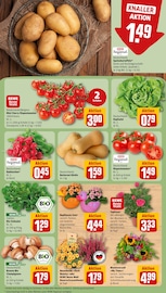 Blumen im REWE Prospekt in Lehrte Aktueller REWE Prospekt mit Blumen, "Dein Markt", Seite 9