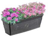 Aktuelle Bohrmaschine Angebote bei Thomas Philipps in Mannheim Aktuelles Nelke Dianthus „Peman“ Angebot bei Thomas Philipps in Mannheim ab 1,99 €