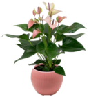 Aktuelle Blumen Angebote bei EDEKA in Pforzheim Aktuelles Anthurie Angebot bei EDEKA in Pforzheim ab 9,99 €