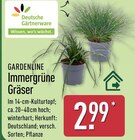 Immergrüne Gräser von Gardenline für 2,99 € bei ALDI Nord im Angebot Immergrüne Gräser von Gardenline im aktuellen ALDI Nord Prospekt