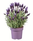 Lavendel Anouk  im aktuellen Lidl Prospekt für 2,89 €