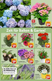 Stauden im REWE Prospekt in Wetzlar Aktueller REWE Prospekt mit Stauden, "Dein Markt", Seite 28