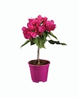 Bougainvilliers sur tige - Lidl à Lyon Bougainvilliers sur tige en promo chez Lidl Lyon à 6,49 €