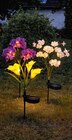 LED Solar Blumen im Angebot bei Netto Marken-Discount in Rottenburg LED Solar Blumen Angebote von Living & Garden bei Netto Marken-Discount Rottenburg für 6,99 €