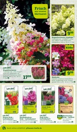 Hortensie Angebote im Prospekt "Bunte Jahreszeit!" von Pflanzen Kölle auf Seite 6