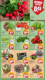 Bio Salat Angebot im aktuellen REWE Prospekt auf Seite 7