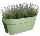 Aktuelles Hängetopf 'Flower Bridge' Angebot bei Dehner Garten-Center in Essen ab 19,99 €