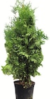 Thuja Brabant Angebote bei Wreesmann Bremerhaven für 4,99 €