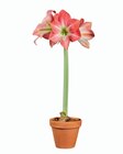 Amaryllis en pot terracotta - Lidl à Caen Amaryllis en pot terracotta en promo chez Lidl Caen à 3,99 €