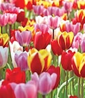 TULPE TRIUMPH Angebote bei Dehner Garten-Center Gera für 7,99 €