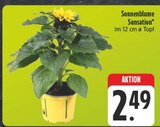 Sonnenblume Sunsation im Angebot bei E center in Würzburg Sonnenblume Sunsation Angebote bei E center Würzburg für 2,49 €