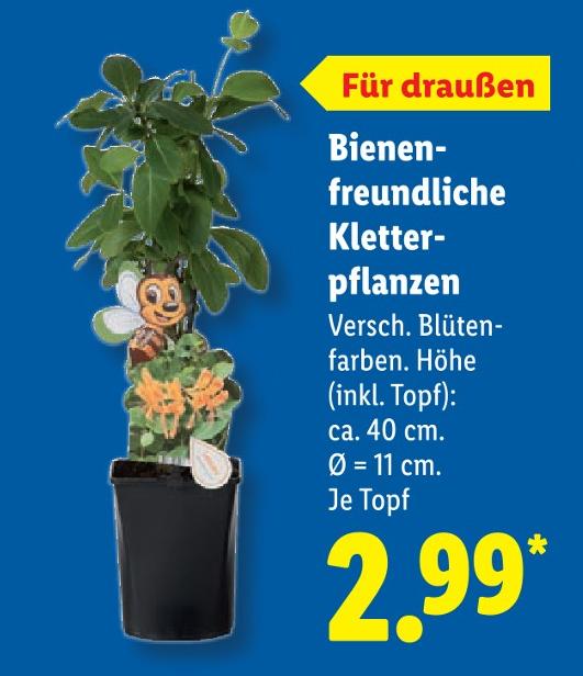 Bienenfreundliche Kletterpflanzen