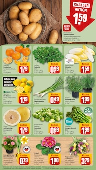 Pflanzen im REWE Prospekt "Dein Markt" mit 20 Seiten (Aachen)