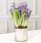 Composition de 3 jacinthes en promo chez Super U Amiens à 6,99 €