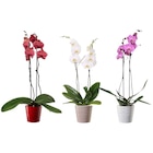 Orchidée 2 tiges en promo chez Carrefour Argenteuil à 9,99 €