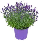 Aktuelle Blumen Angebote bei Kaufland in Jena Aktuelles Lavendel-Busch Angebot bei Kaufland in Jena ab 4,44 €