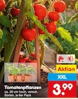Aktuelles Tomatenpflanzen Angebot bei Netto Marken-Discount in Aachen ab 3,99 €