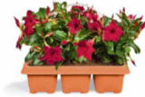 Aktuelle Pflanzen Angebote bei Netto Marken-Discount in Magdeburg Aktuelles Dipladenia Angebot bei Netto Marken-Discount in Magdeburg ab 9,99 €