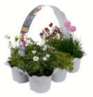 Frühlingsstauden Angebote bei toom Baumarkt Frechen für 9,99 €