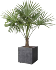 Hanfpalme von GROW by OBI im aktuellen OBI Prospekt für 124,99 €