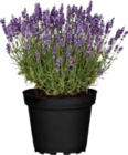 Duft-Lavendel im Globus-Baumarkt Prospekt Duft-Lavendel von im aktuellen Globus-Baumarkt Prospekt fĂŒr 2,99 âŹ