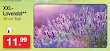 Aktuelle Lavendel Angebote bei Zimmermann in Bremen Aktuelles XXL-Lavendel Angebot bei Zimmermann in Bremen ab 11,99 €