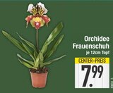Orchidee Frauenschuh von  im aktuellen EDEKA Prospekt für 7,99 €