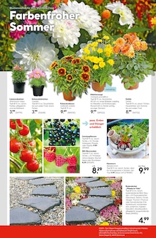 Blumen im Hellweg Prospekt "Die Profi-Baumärkte" mit 22 Seiten (Dortmund)