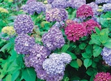 Hortensia macrophylla pot 17 cm - Intermarché Super à Valence Hortensia macrophylla pot 17 cm en promo chez Intermarché Super Valence à 8,99 €