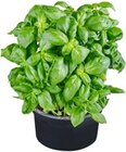 Basilikum im Angebot bei Kaufland in Solingen Basilikum Angebote bei Kaufland Solingen für 1,49 €