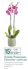 Orchidée Phalaenopsis 2 branches + cache-pot en promo chez Botanic Orchidée Phalaenopsis 2 branches + cache-pot dans le catalogue Botanic