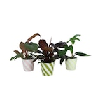 Plante verte en promo chez Carrefour Paris à 9,99 €
