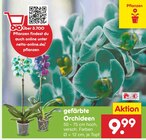 Aktuelles gefärbte Orchideen Angebot bei Netto Marken-Discount in Dresden ab 9,99 €