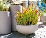 Japanisches Blutgras Angebote bei Hellweg Chemnitz für 14,99 €