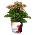 Plante fleurie en promo chez Carrefour Villeurbanne à 3,99 €