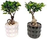 Ginseng Bonsai in Keramik Angebote bei REWE Heinsberg für 8,99 €