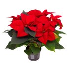 Poinsettia à Carrefour dans Les Ulis Poinsettia à Carrefour dans Les Ulis