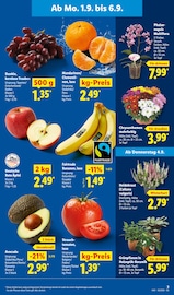 Blumen im Lidl Prospekt in Göttingen Aktueller Lidl Prospekt mit Blumen, "LIDL LOHNT SICH", Seite 3