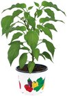Plants de légumes - Lidl à Rueil-Malmaison Plants de légumes en promo chez Lidl Rueil-Malmaison à 1,33 €