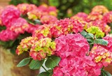 Hortensie „Diva Fiore“ im Angebot bei Hornbach in Delmenhorst Hortensie „Diva Fiore“ Angebote bei Hornbach Delmenhorst für 34,95 €