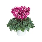 Mini cyclamen fantasia - Le pot de diamètre 10,5 cm - BOTANIC® dans le catalogue Botanic