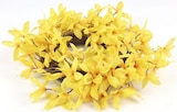 Aktuelles Forsythienkranz Angebot bei Thomas Philipps in Jena ab 3,99 €