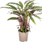 Korbmarante (Calathea) für 12,99 € bei Globus-Baumarkt im Angebot Korbmarante (Calathea) im aktuellen Globus-Baumarkt Prospekt