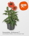 Sonnenhut "Echinacea" im Angebot bei tegut in Fürth Sonnenhut "Echinacea" Angebote bei tegut Fürth für 9,99 €