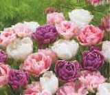 Promo Tulipes à 3,69 € dans le catalogue Super U à Craon