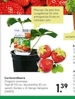 Gartenerdbeere Angebote bei BayWa Bau- und Gartenmärkte Würzburg für 1,39 €