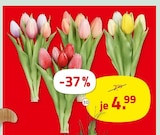 Tulpenbund Angebote bei ROLLER Solingen für 4,99 €