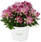 Chrysantheme »Let's twist again« Angebote bei REWE Garbsen für 3,79 €