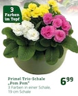 Primel Trio-Schale "Pom Pom" von  im aktuellen Pflanzen Kölle Prospekt für 6,99 €