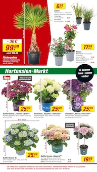 Hortensie im aktuellen toom Baumarkt Prospekt (Cottbus) Hortensie im toom Baumarkt Prospekt "Respekt, wer's selber macht." mit 20 Seiten (Cottbus)